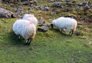 Irland-25