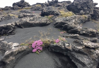 Island-6