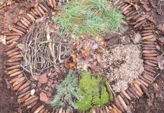 Fruehlingsmandala-Wald