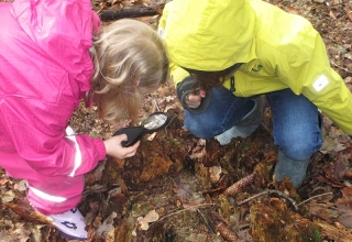 Koboldsuche-mit-Lupe-im-Wald