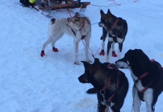 Lappland-Abenteuer-46