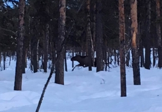Lappland-Abenteuer-54